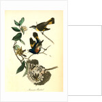 Small-headed Flycatcher. Male. (Virginian Spider-Wort. Tradescantia Virginica.) by John James Audubon