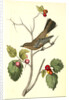 Townsend's Ptilogonys. Female by John James Audubon