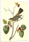 Townsend's Ptilogonys. Female by John James Audubon