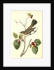 Townsend's Ptilogonys. Female by John James Audubon