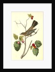 Townsend's Ptilogonys. Female by John James Audubon
