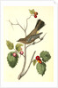 Townsend's Ptilogonys. Female by John James Audubon