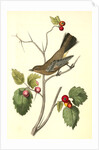 Townsend's Ptilogonys. Female by John James Audubon