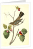 Townsend's Ptilogonys. Female by John James Audubon