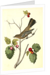 Townsend's Ptilogonys. Female by John James Audubon