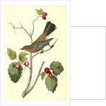 Townsend's Ptilogonys. Female by John James Audubon