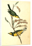 Hooded Flycatching Warbler by John James Audubon