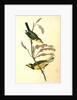 Hooded Flycatching Warbler by John James Audubon