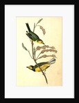 Hooded Flycatching Warbler by John James Audubon