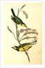 Hooded Flycatching Warbler by John James Audubon