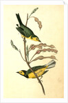 Hooded Flycatching Warbler by John James Audubon
