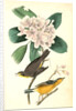 Canada Flycatcher by John James Audubon
