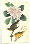 Canada Flycatcher by John James Audubon
