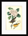 Canada Flycatcher by John James Audubon
