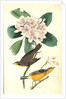 Canada Flycatcher by John James Audubon