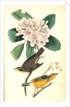Canada Flycatcher by John James Audubon
