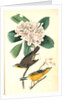 Canada Flycatcher by John James Audubon