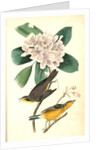 Canada Flycatcher by John James Audubon