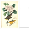 Canada Flycatcher by John James Audubon