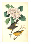 Canada Flycatcher by John James Audubon