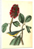 Bonaparte's Flycatching-Warbler by John James Audubon