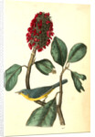 Bonaparte's Flycatching-Warbler by John James Audubon