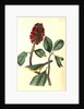 Bonaparte's Flycatching-Warbler by John James Audubon