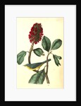 Bonaparte's Flycatching-Warbler by John James Audubon