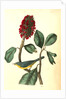 Bonaparte's Flycatching-Warbler by John James Audubon