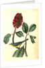 Bonaparte's Flycatching-Warbler by John James Audubon