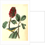 Bonaparte's Flycatching-Warbler by John James Audubon