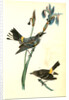 Yellow-crowned Wood-Warbler by John James Audubon