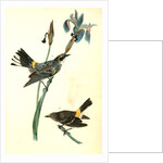 Yellow-crowned Wood-Warbler by John James Audubon