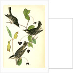 Blue-Grey Flycatcher. (Black Walnut. Juglans nigra.) by John James Audubon