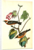 Bay-breasted Wood-Warbler by John James Audubon