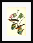 Bay-breasted Wood-Warbler by John James Audubon