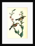Chestnut-sided Wood-Warbler by John James Audubon