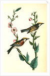 Chestnut-sided Wood-Warbler by John James Audubon