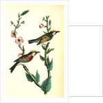 Chestnut-sided Wood-Warbler by John James Audubon