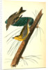 Pine-creeping Wood-Warbler by John James Audubon