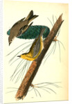 Pine-creeping Wood-Warbler by John James Audubon