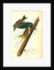 Pine-creeping Wood-Warbler by John James Audubon