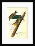 Pine-creeping Wood-Warbler by John James Audubon