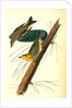 Pine-creeping Wood-Warbler by John James Audubon