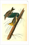 Pine-creeping Wood-Warbler by John James Audubon
