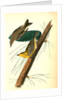 Pine-creeping Wood-Warbler by John James Audubon