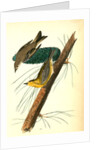 Pine-creeping Wood-Warbler by John James Audubon