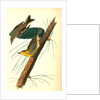 Pine-creeping Wood-Warbler by John James Audubon