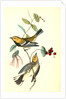 Black-throated Green Wood-Warbler by John James Audubon