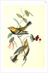 Black-throated Green Wood-Warbler by John James Audubon